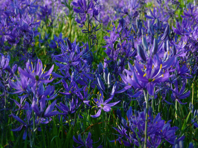A meadow of camas flowers. Camas bulbs were traded by First Nations all along the west coast of Vancouver Island, Canada. Credit: Keith Battersby.
