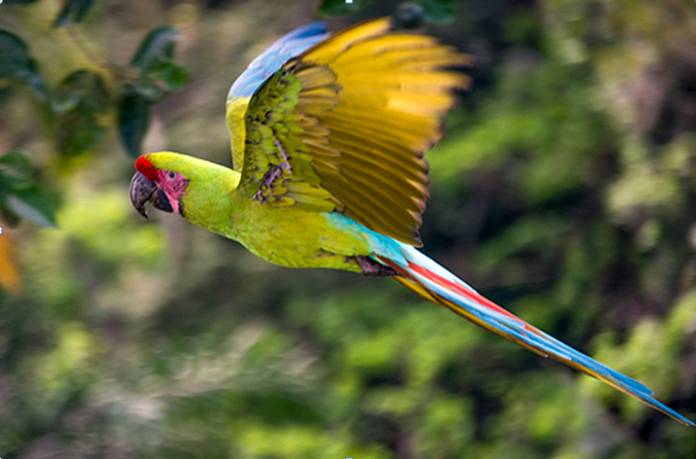 Great Green Macaw. © The Ara Project.