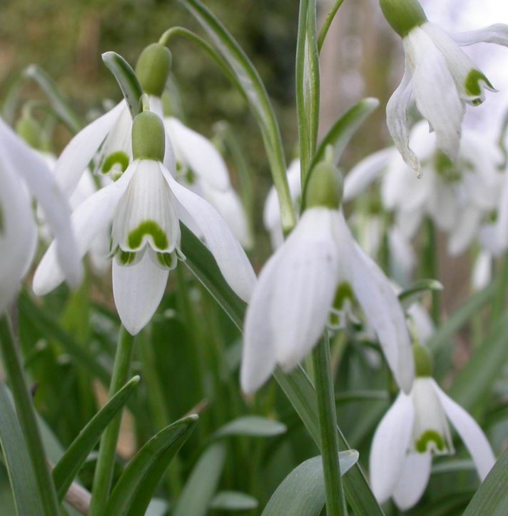 Signs of spring: Snowdrops, Nature’s Calendar, Woodland Trust.
